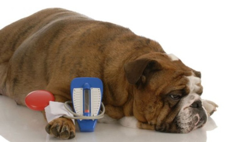 Zbiórka Na chore pieski - zdjęcie główne