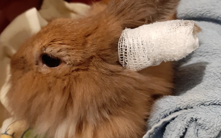 Zbiórka Operacja ząbkw królika - zdjęcie główne