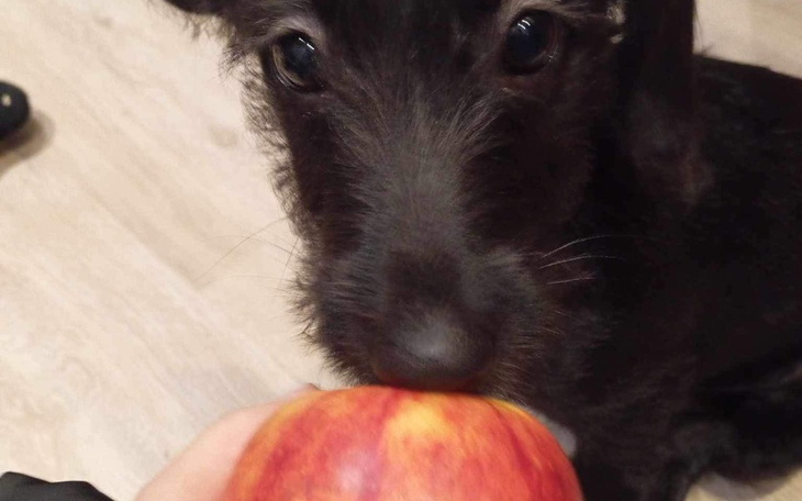 Czarny pies trzymający jabłko w pysku.