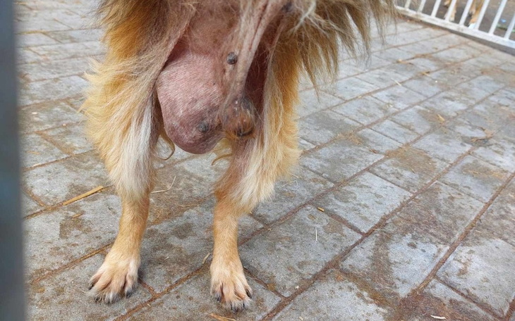 Zbiórka Franuś z ogromnym guzem - zdjęcie główne