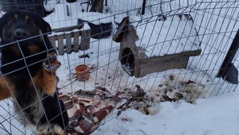 Zbiórka Nowe życie Czejsika - miniaturka zdjęcia