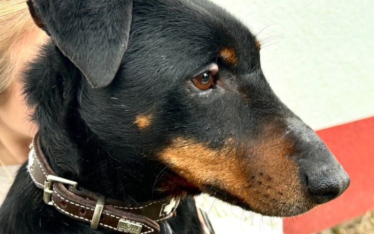 Portret psa z bliska, z wyraźnymi detalami.