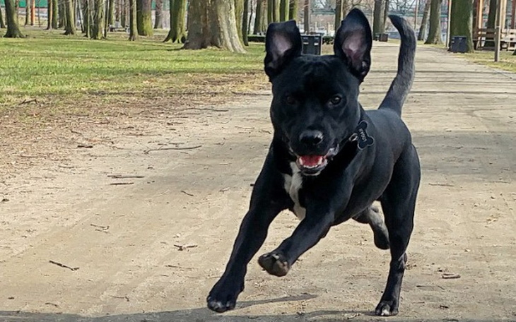 Zbiórka Rehabilitacja psa - zdjęcie główne