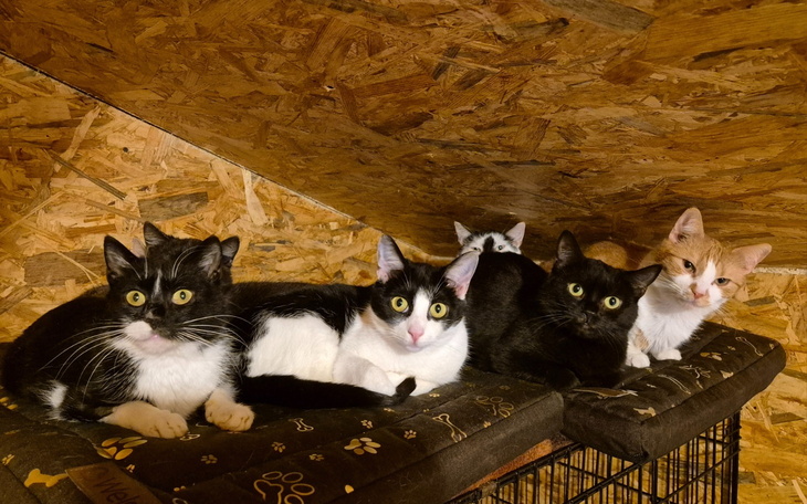 Grupa kotów w schronisku, leżących obok siebie.