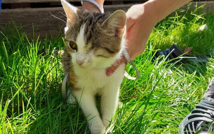 Kot z jednym okiem, spacerujący po trawie.