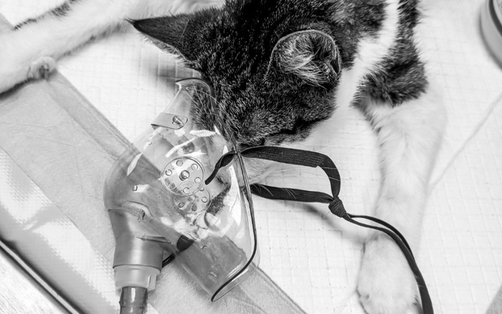 Zbiórka Wyrok śmierci, Rózia chce żyć - zdjęcie główne