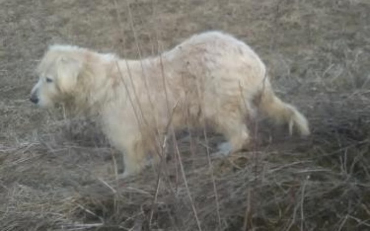 Zbiórka Karma dla głodnych  Psiaków - zdjęcie główne