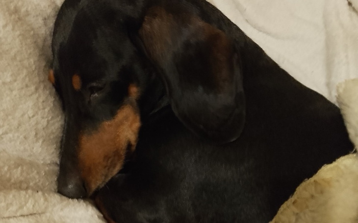 Zbiórka OPERACJA jamniczka funi - zdjęcie główne