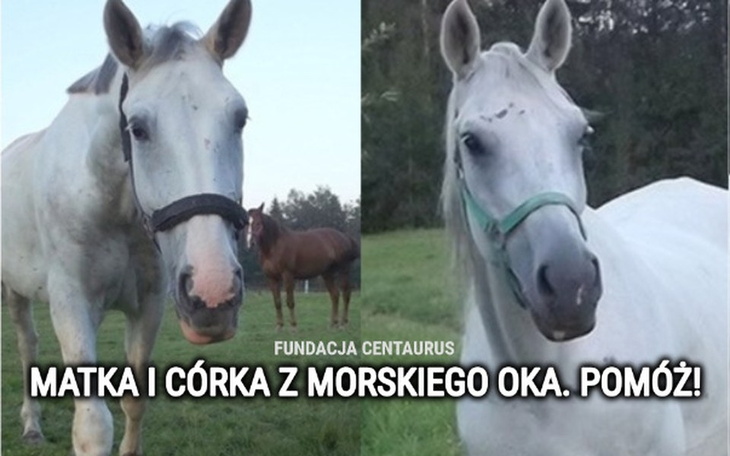 Zbiórka Matka i córka z Morskiego Oka. - zdjęcie główne