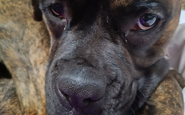 Zbliżenie na psa z wyrazem smutku w oczach.