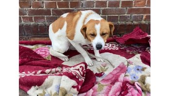 Zbiórka Pies uwiązany na mrozie do stołu - miniaturka zdjęcia