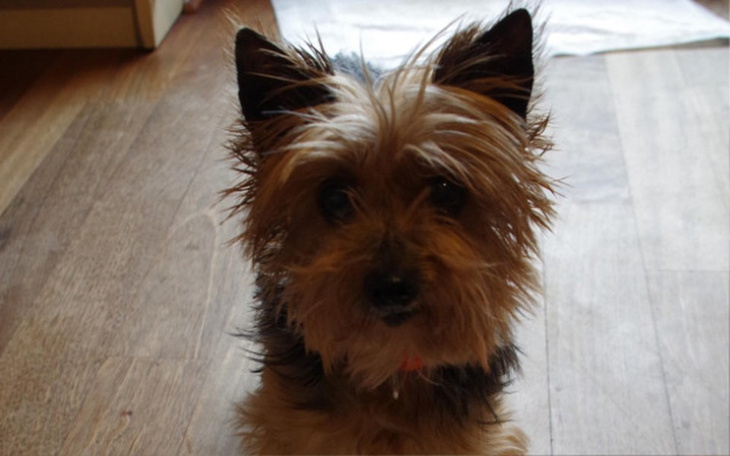 Zbiórka mikrosunia Hela ma nowotwór! - zdjęcie główne