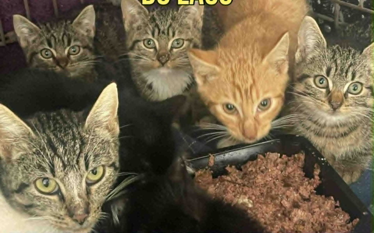 Grupa kotów różnych ras, patrzących w stronę kamery.