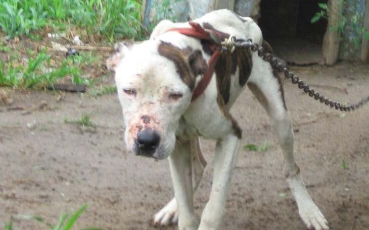 Zbiórka Schronisko Szczecin - zdjęcie główne