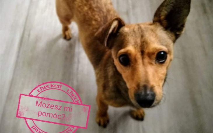 Zbiórka Diagnostyka Lunki Znajdki - zdjęcie główne