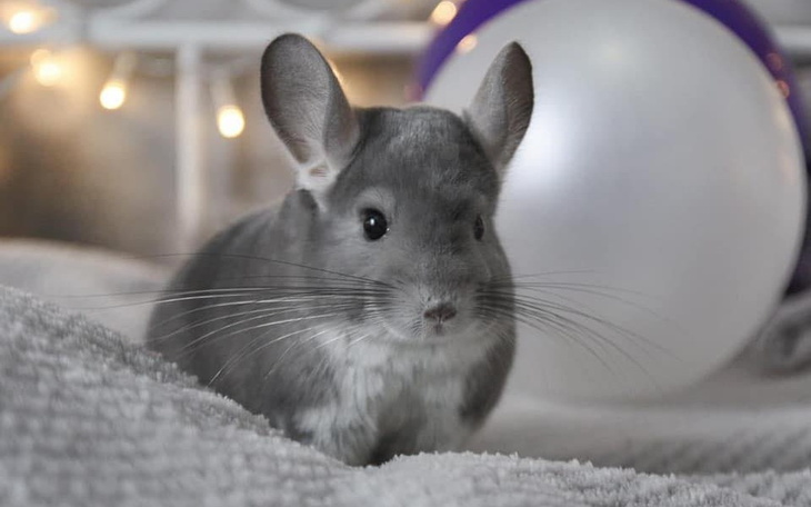 Zbiórka Założenie sklepu zoologicznego - zdjęcie główne