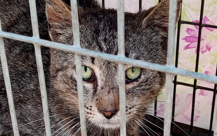 Zbiórka Koty z Kitkowa - zdjęcie główne