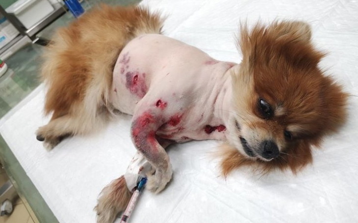 Zbiórka Pogryziona Pusia błaga o pomoc - zdjęcie główne