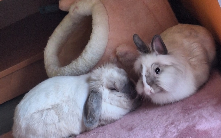 Zbiórka Zbiórka na chore króliczki. - zdjęcie główne