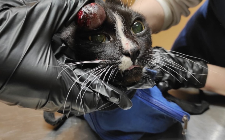 Zbiórka zbiórka na leczenie Piratki - zdjęcie główne