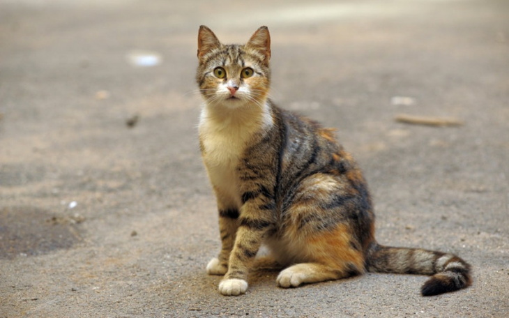 Zbiórka kot jedzenie - zdjęcie główne