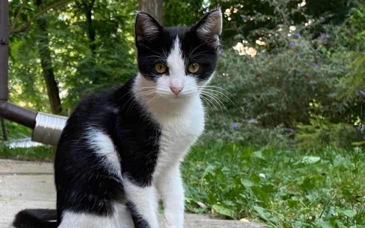 Zbiórka Sterylizacja i pomoc dla kotków - zdjęcie główne