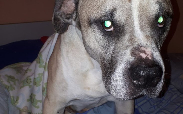 Zbiórka Pomóż spłacić operacje Gottiego. - zdjęcie główne