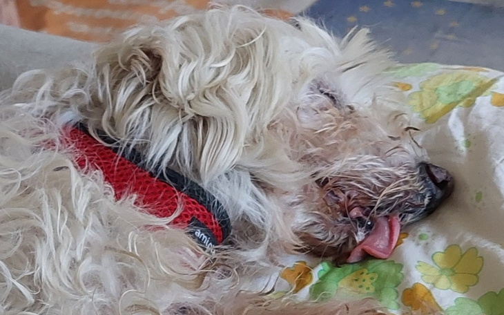 Zbiórka Wyrzucony staruszek jak śmieć - zdjęcie główne