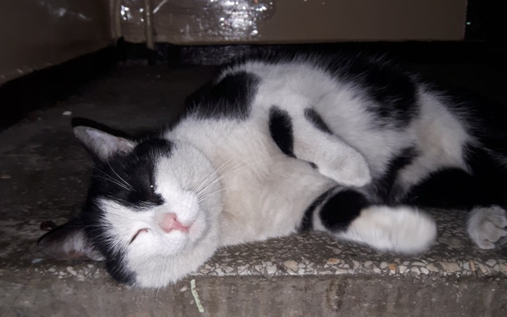 Zbiórka Zbiórka dla Kociego Kawalera - zdjęcie główne