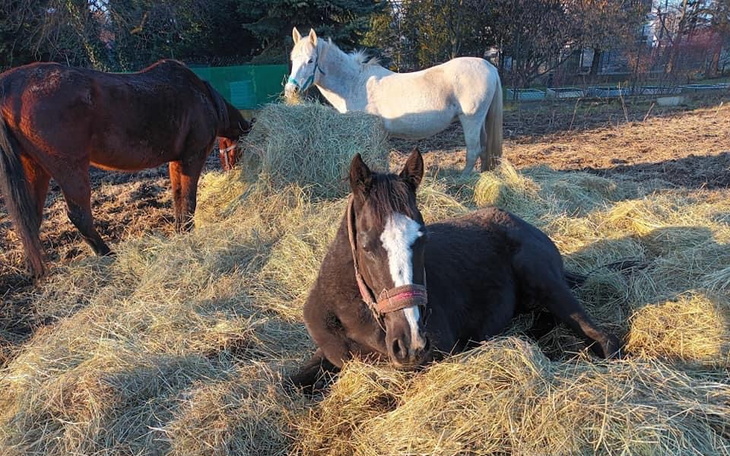 Zbiórka Na transport do nowego domu - zdjęcie główne
