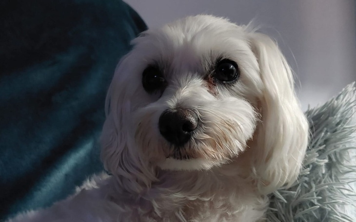 Pies rasy maltese, z uroczym spojrzeniem.