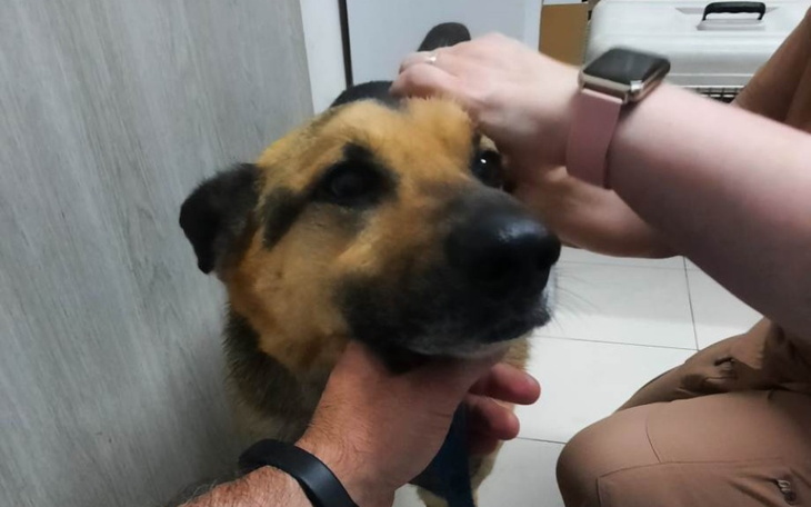 Pies z brązowym futrem, głaskany przez osobę.