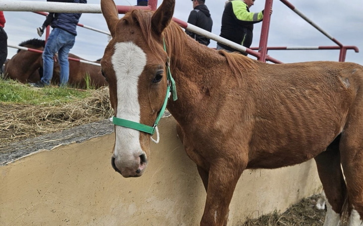 Młody koń z zielonym kantarem, w otoczeniu ludzi.