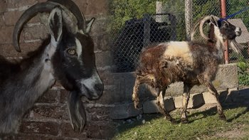 Zbiórka Połamana i gnijąca koza żywicielka - miniaturka zdjęcia