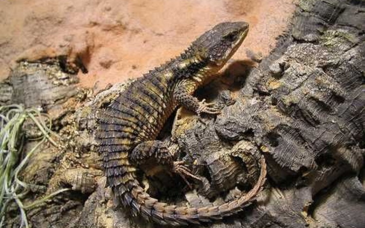 Zbiórka Na mała jaszczurke - zdjęcie główne