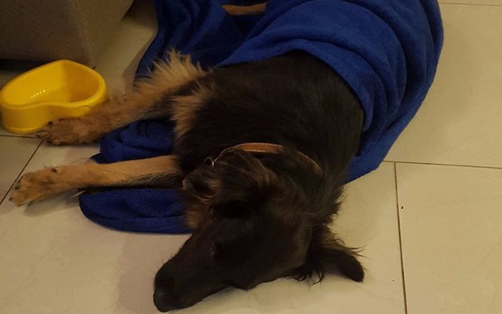 Zbiórka Operacja miednicy dla Suni! - zdjęcie główne