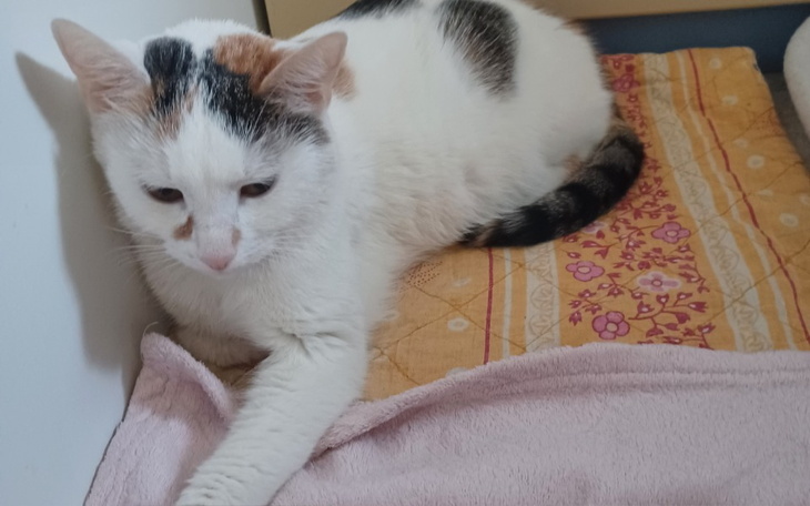 Zbiórka Pomóżmy wygrać Nitce życie - zdjęcie główne