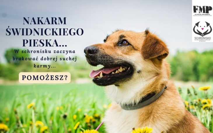 Zbiórka Nakarm świdnickiego pieska - zdjęcie główne