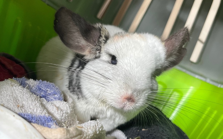 Młody królik w koszyku, otoczony kocami.