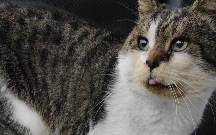 Zbiórka Na Leczenie Edzia- seniora z FIV - zdjęcie główne