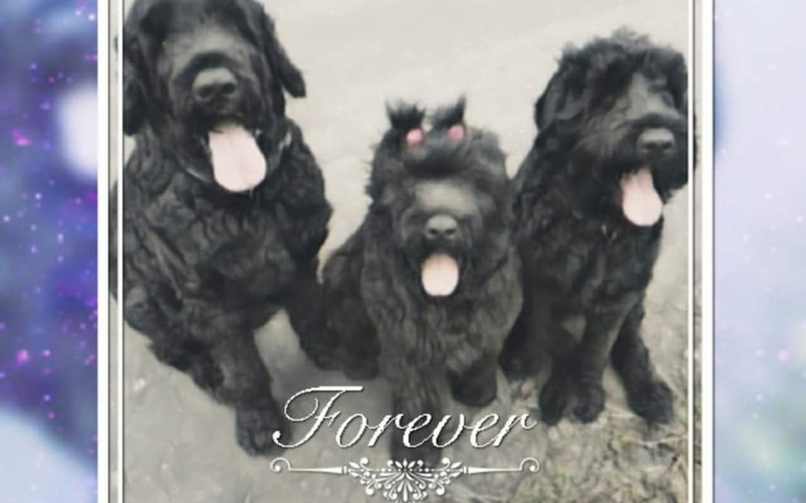 Zbiórka Paczka karma dla psów - zdjęcie główne