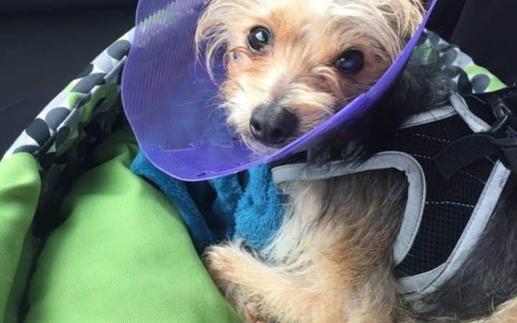 Zbiórka Pomoc mniejszym przyjaciołom - zdjęcie główne