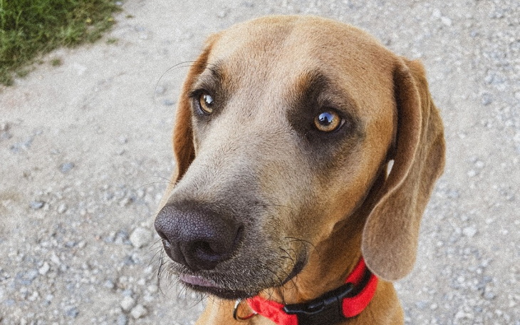 Zbiórka Pomoc w Zakupie Klatek - zdjęcie główne