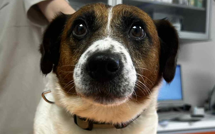 Pies z brązowymi i białymi łatami, patrzący w obiektyw.