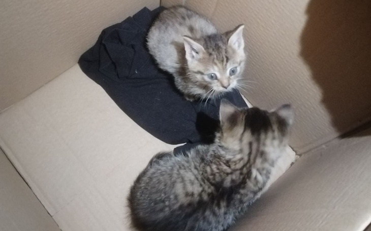 Dwa małe kocięta w kartonowym pudełku.