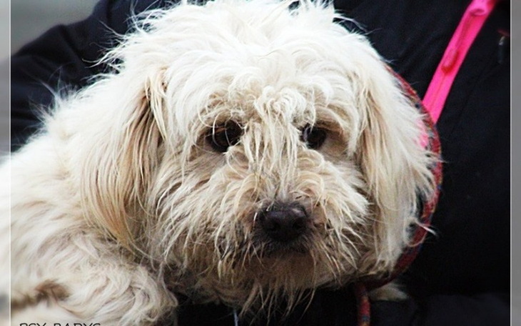 Zbiórka Śnieżek z Radys prosi o pomoc - zdjęcie główne