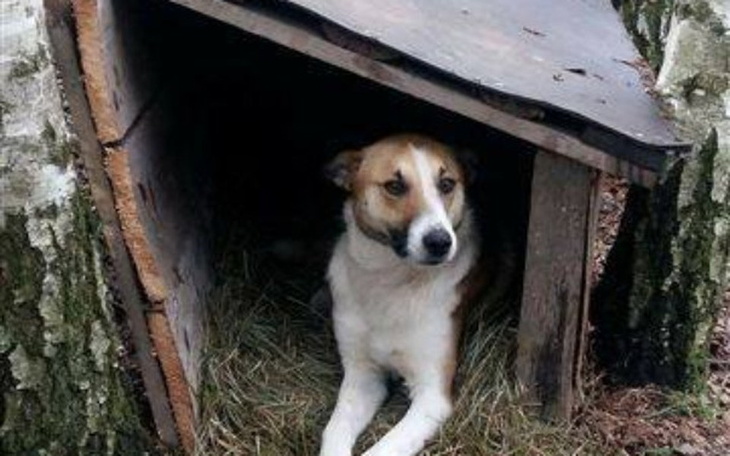 Zbiórka Wyrzocony pies i Wielki Bohater! - zdjęcie główne