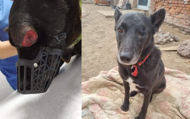 Zbiórka Utrzymanie psów w hotelach i DT - zdjęcie główne