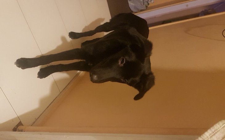 Zbiórka Operacja Psiaka Logana - zdjęcie główne