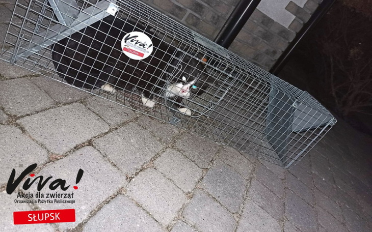 Zbiórka Na pomoc słupskiej Vivie - zdjęcie główne